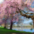  Kew Tree and River         