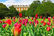 Hampton Court Palace Tulip Festival